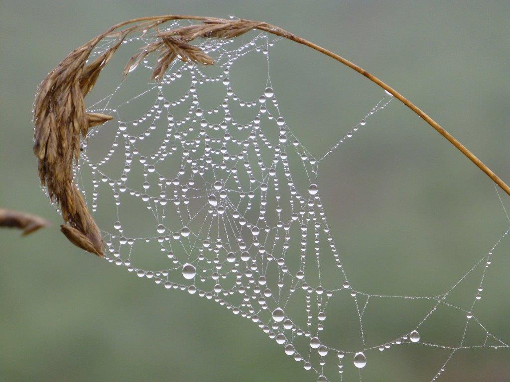 Spinnennetz